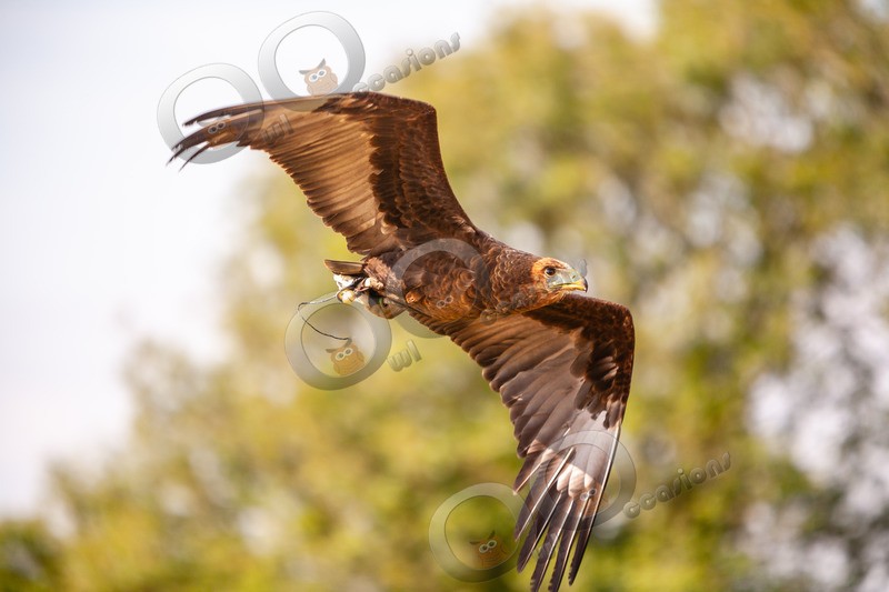 Braminy kite Haliastur indus-8097 - BoP from around the world