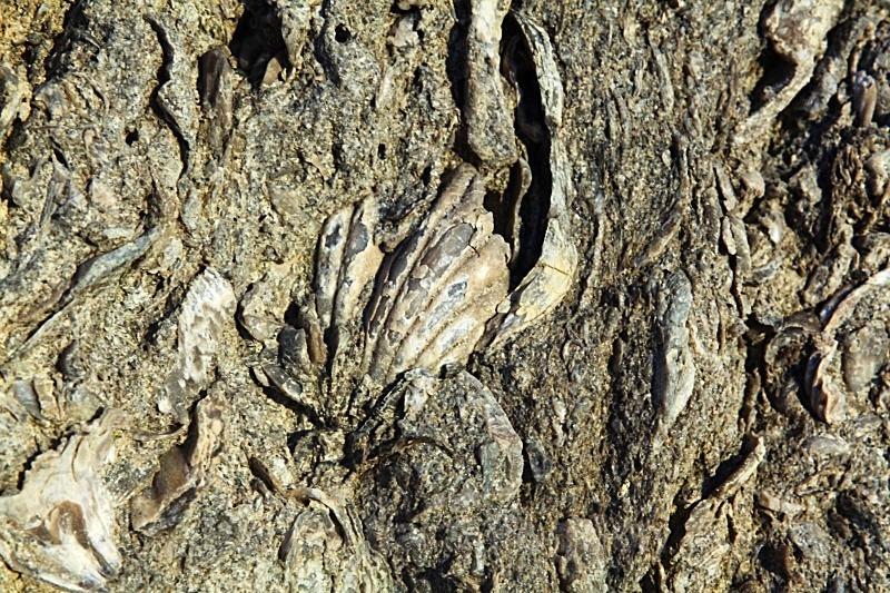 Fossil 0134 - Winter in the daylight