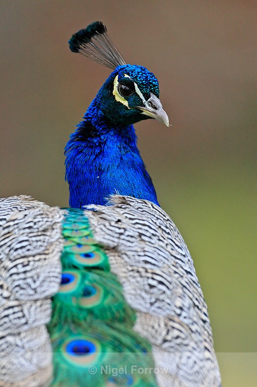 Peacock close-up on Brownsea Island - Peacock