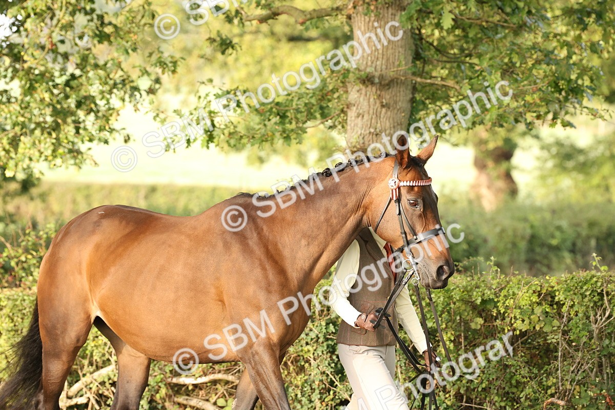 SBM_54927 - S52 - Riding Horse & Hack & thoroughbred In Hand