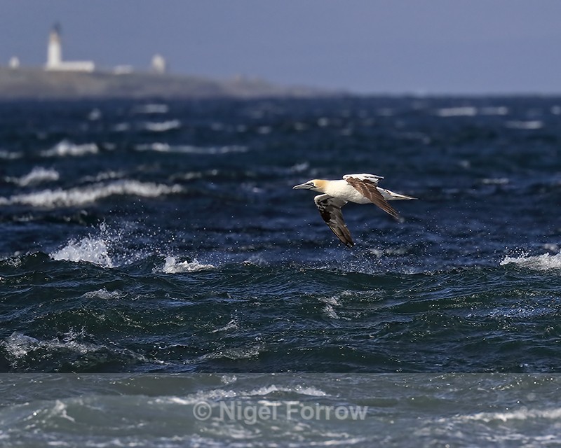Northern Gannet and Stroma Lighthouse, Ness of Duncansby, Scotland - Gannet