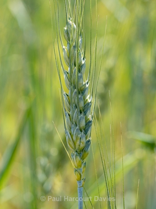 Farro (Spelt) (Triticum turgidum) a primitive wheat - Wild Flowers - 1