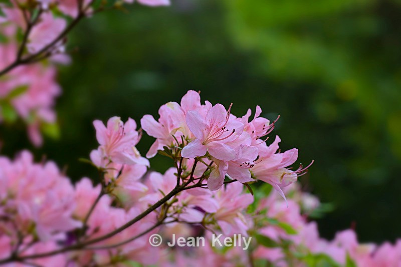 Pink Rhododendron - DSC_7152_00013 - Pink