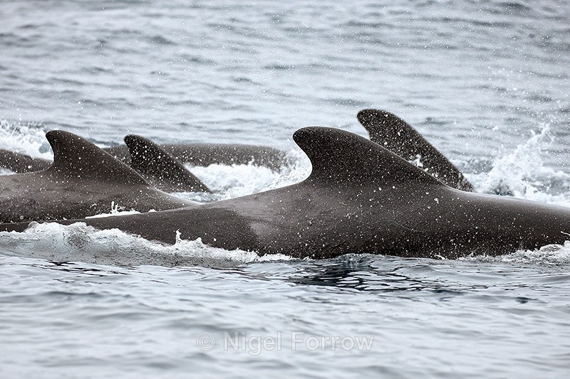 Pod of Pilot Whales close, Pacific Ocean, Chile - Dolphin