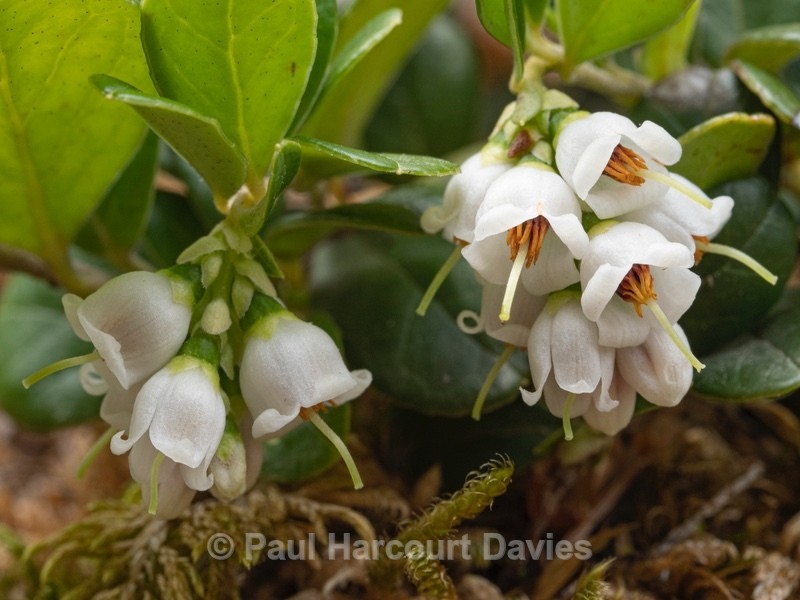 Cowberry (Vaccinium vitis idaea) - Wild Flowers