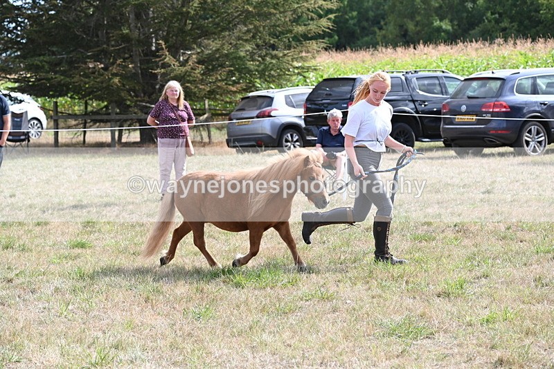 WJ6_6951 - Class 21 Shetland & Mini Horses