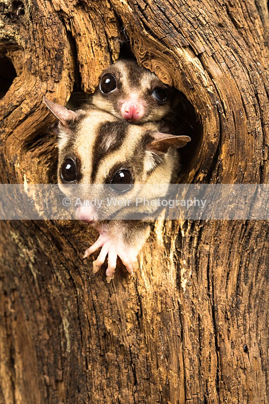 20140325-3K8A9492-2857 - Mammals