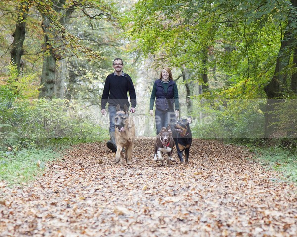 melcal2 - Dog Portrait Photography