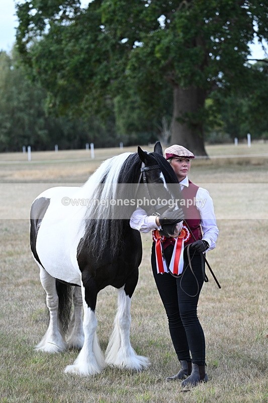 WJ7_8368 - In-hand Championship