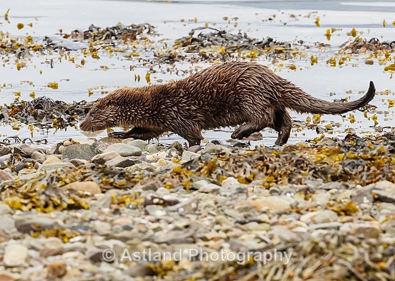 Astland Photography, Bird and Wildlife Images, Susan and Peter Wilson, U.K.