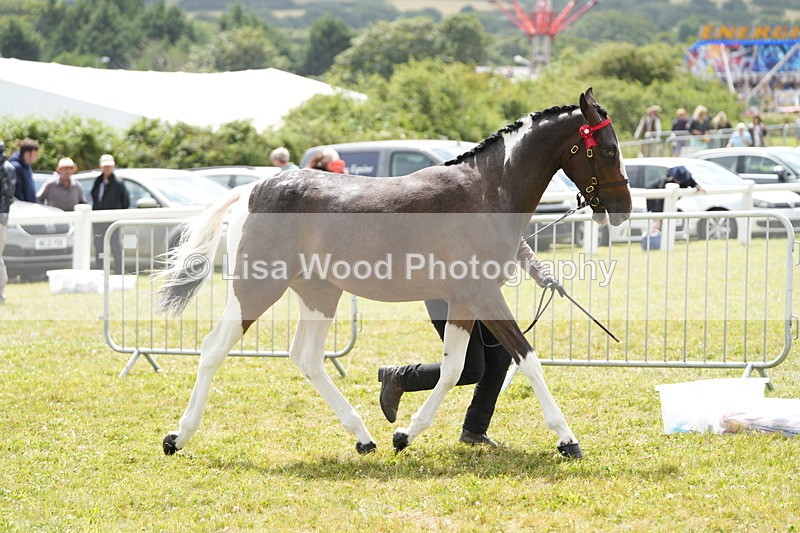 DSC06090 - Class 54: Hunter/Riding Horse/Hack 1 & 2 yr olds