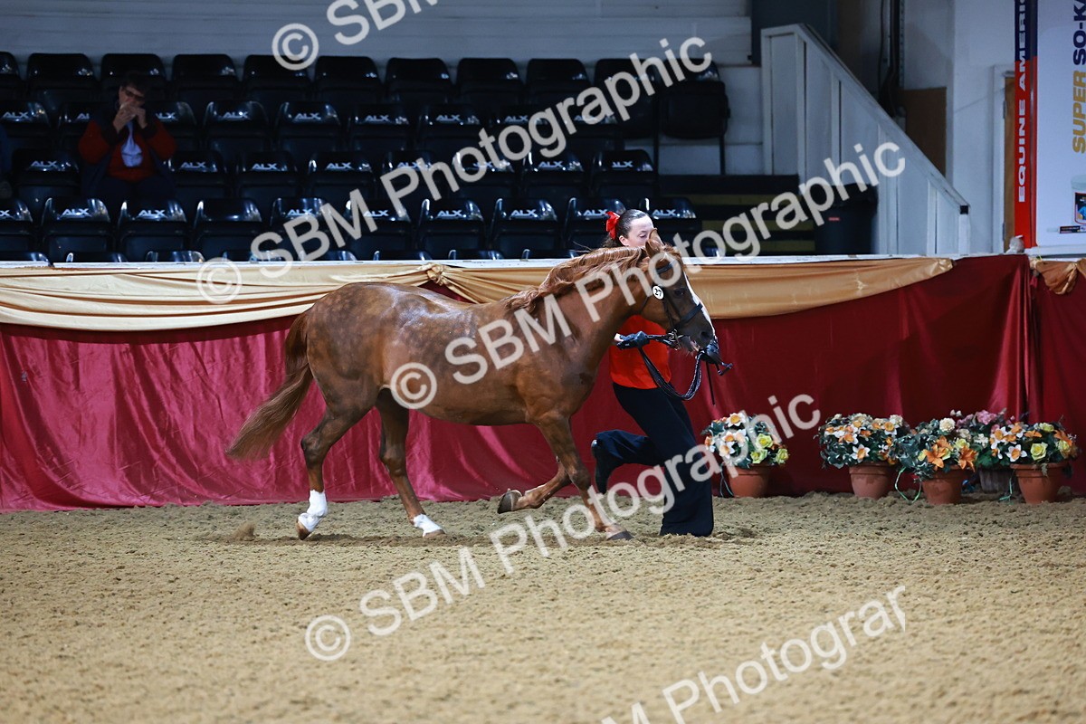 SBM_21693 - Class 901 - Supreme Final - IH  Diamond