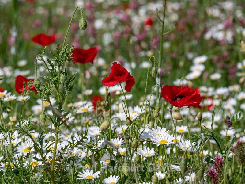 Weeds of cultivation Apennines Italy. scarlet field poppies (Papaver rhoeas), pink sainfoin (Onobrychis sp)  white ox-eye daisies( Leucanthemum vulgare, - Flowers in the Landscape - 2