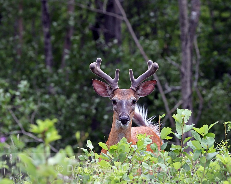 White-tailed Buck - Mammals, Reptiles & Amphibians