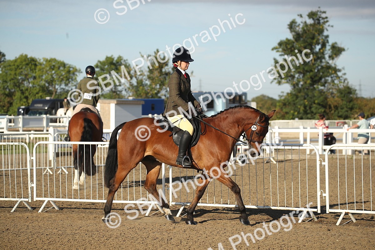 SBM_11499 - Class 502 - Riding Club Horse