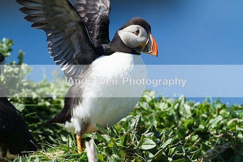 20120531-_MG_9819 - Gt Crested Grebe