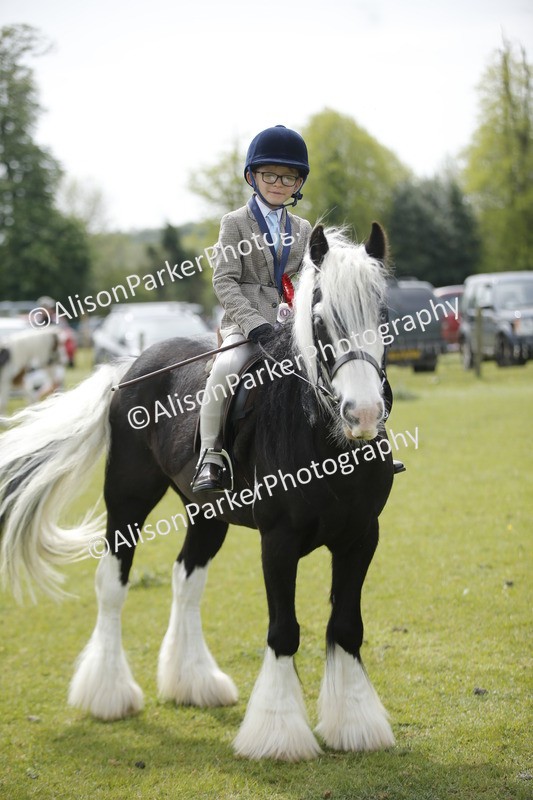 20260426-2154 - Class 9 - Handsomest Gelding