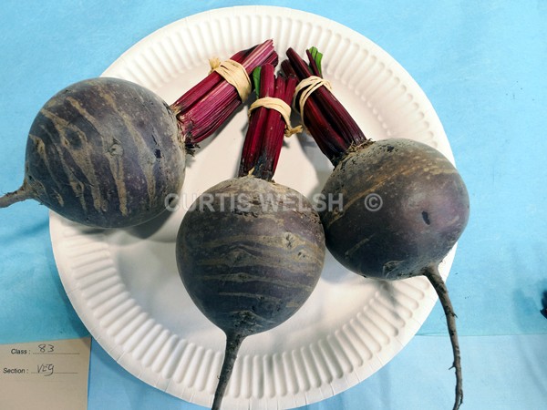 selected55 - EARLSTON FLOWER SHOW. 2025