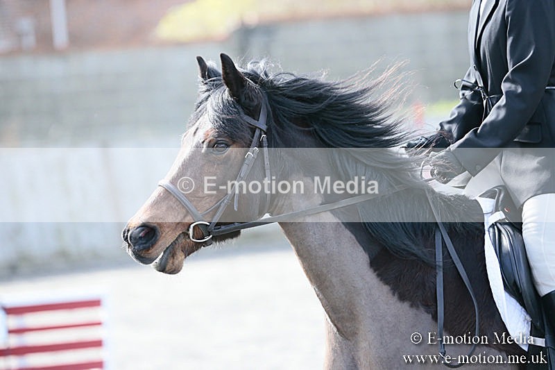 BVRC SJ 170319 244 - Bourne Valley Riding Club Showjumping 17/03/19