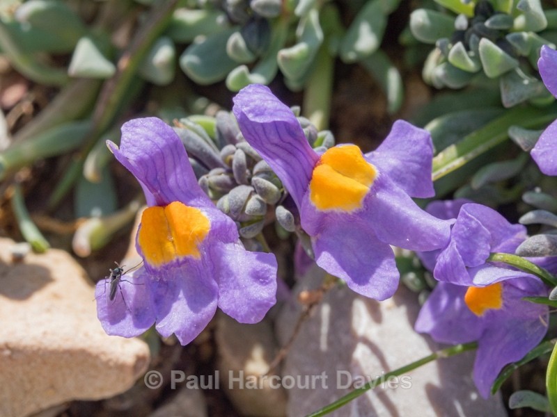 Alpine toadflax (Linaria alpina) - Wild Flowers - 1