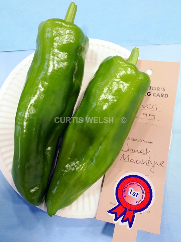 selected129 - EARLSTON FLOWER SHOW. 2025