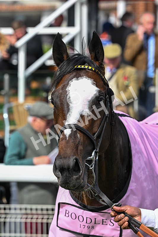 150526-Race 5-Rahiebb-8286 - Race 5 4.05pm Boodles Yorkshire Cup Stakes