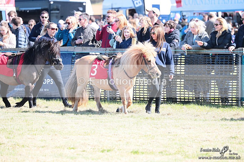 Shet 060426 6 - Shetland Pony Racing Paxford Races Easter Mon 06/04/26