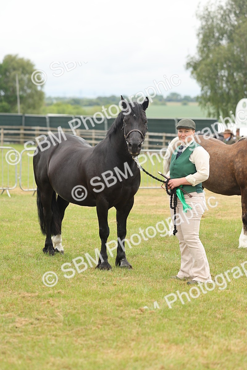 SBM_04950 - Class 50-57 - M&M Welsh Pony In Hand
