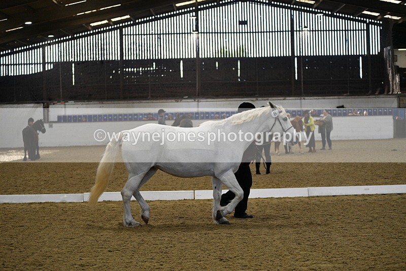 WJ5_3712 - Class 5 In Hand Veterans