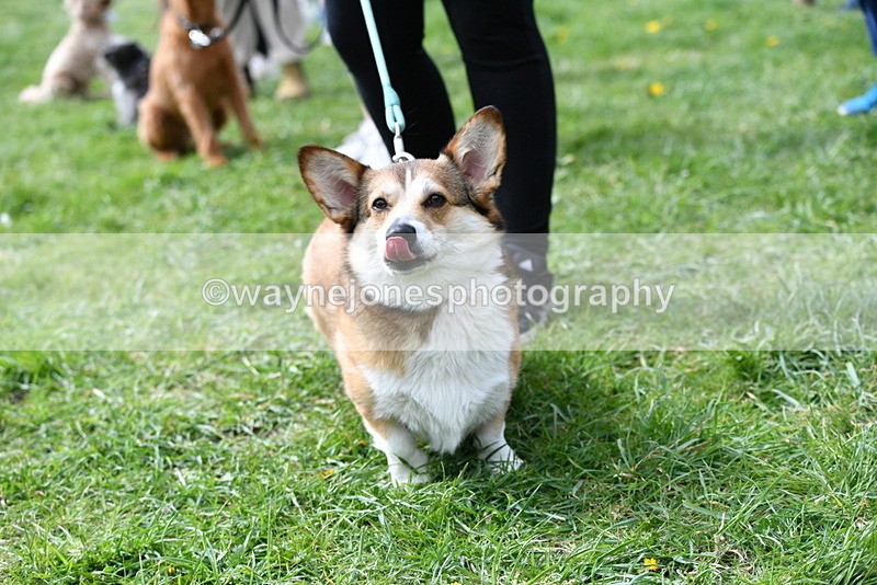 WJ5_9743 - Class 3 Most Handsome Dog