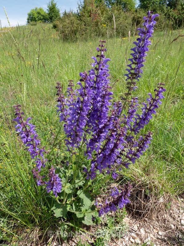 Meadow Clary (Salvia pratense) - Gargano - Wild Flowers