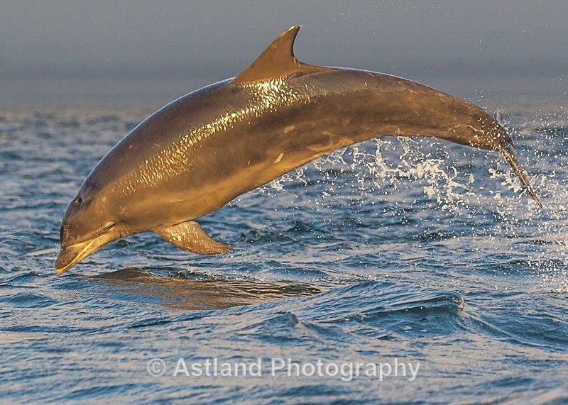 Astland Photography, Bird and Wildlife Images, Susan and Peter Wilson, U.K.