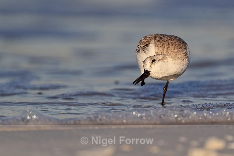 Sanderling scratching, Fort De Soto, Florida - Sanderling