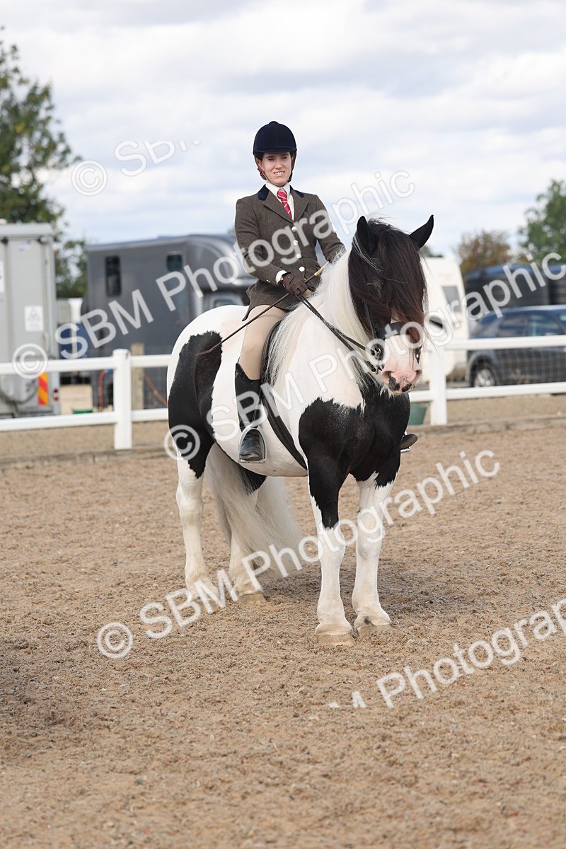SBM_14802 - Class 308 - Ridden Coloured Horse