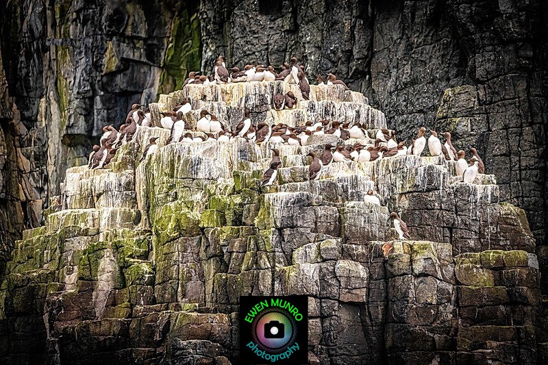 BBW-24-Gathering of Common Guillemots - Water-based Birds