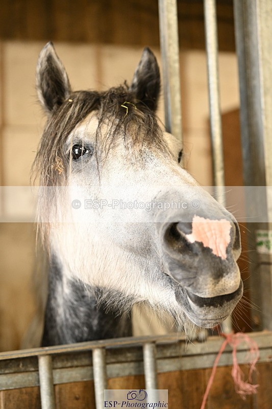 240809A-085519-00028 - Stable Shots