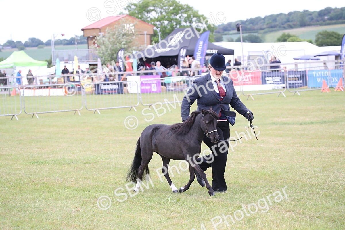 SBM_03499 - Class 23-25 - British Miniature Horse of the Year