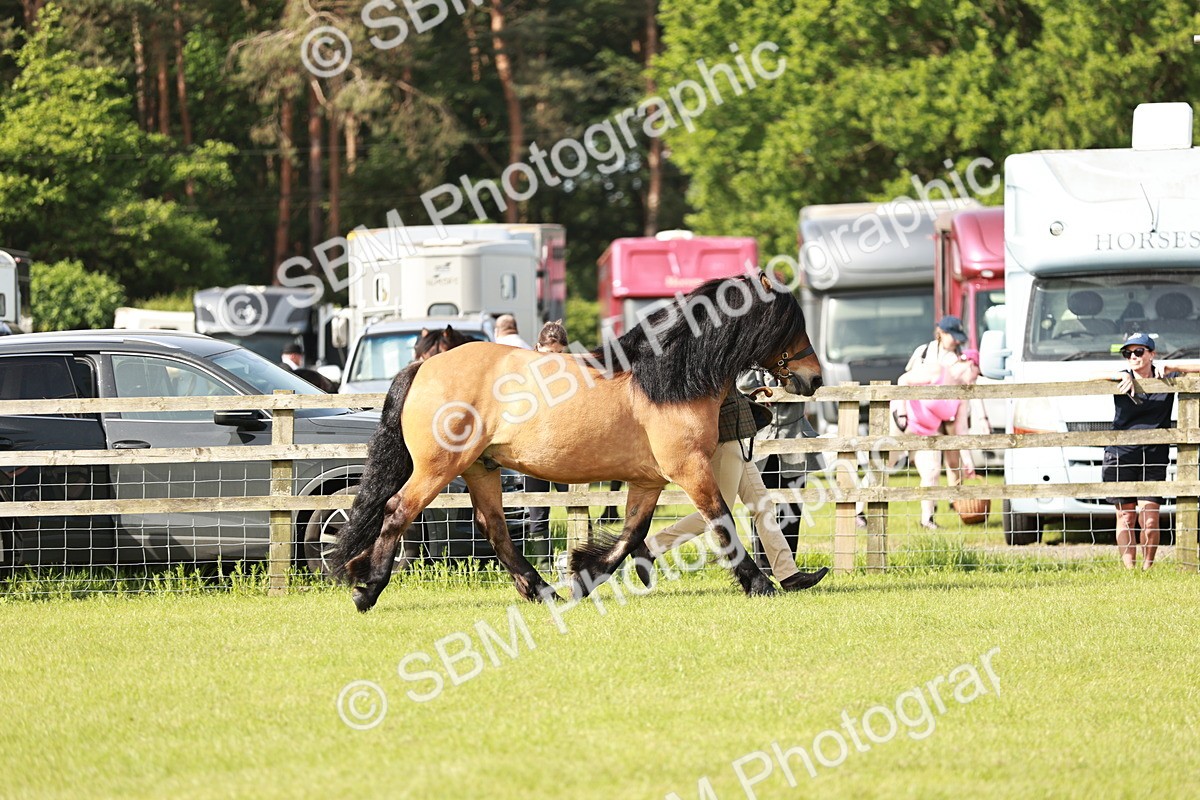 SBM_00836 - Class 14-23 - Mountain & Moorland In Hand Non Welsh