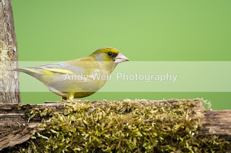 20120512-_MG_0164 - Greenfinch