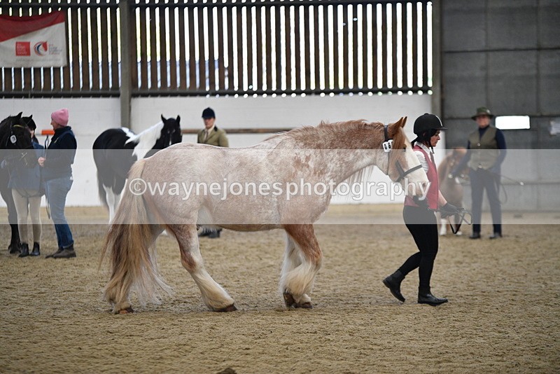 WJ5_4744 - Class 7 In hand coloured / odd coloured