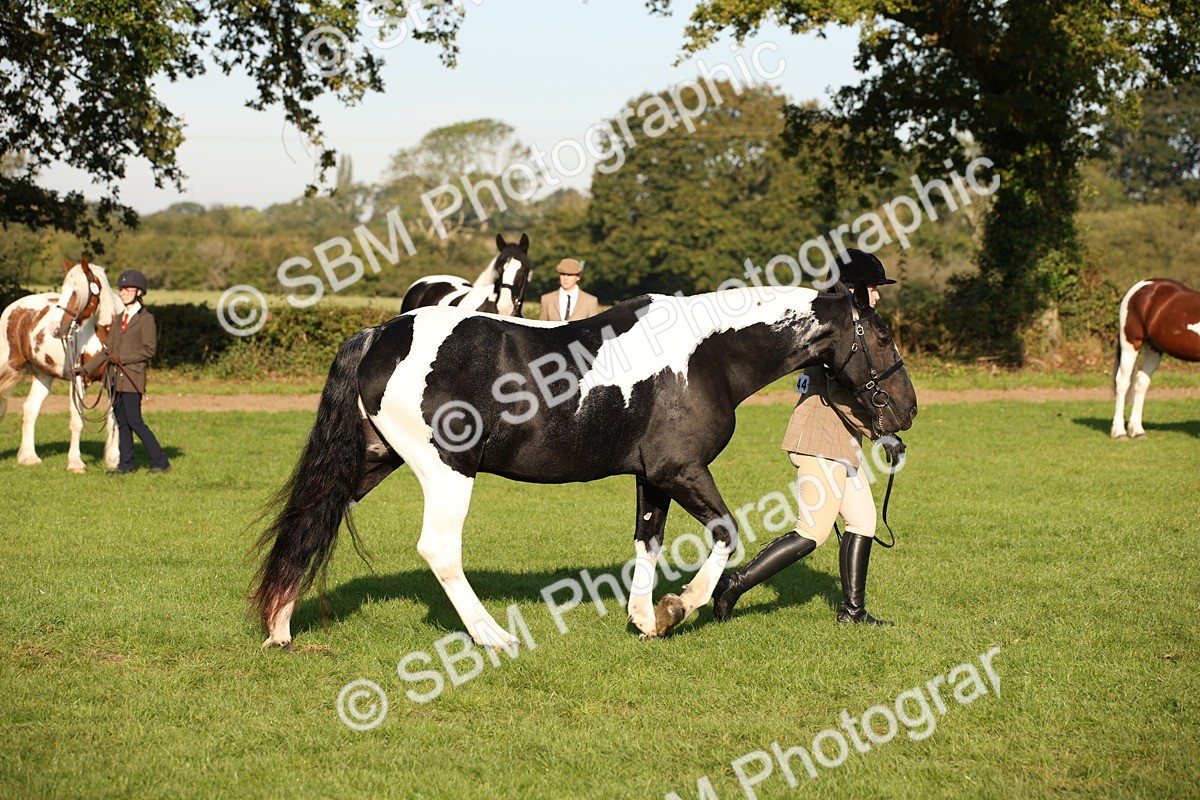 SBM_58749 - S51 - Piebald & Skewbald Horse In Hand