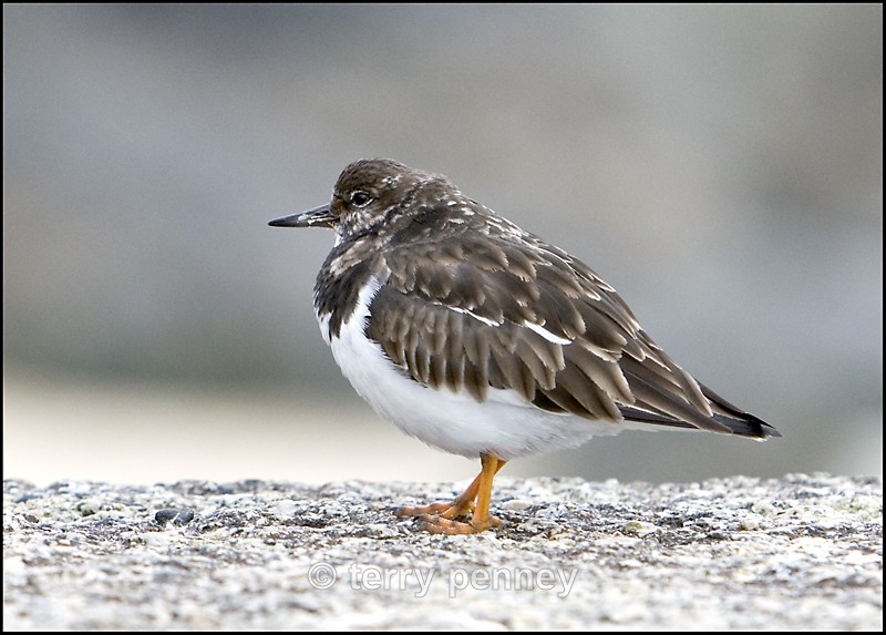 Turnstone (Arenaria  interpres) - Birds