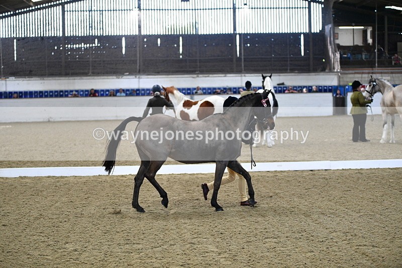 WJ5_3599 - Class 5 In Hand Veterans