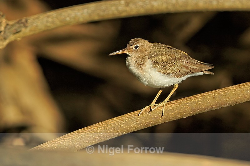 Spotted Sandpiper (non-breeding), Rio Cotos, Costa Rica - Spotted Sandpiper