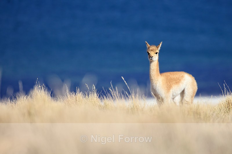 Young Vicuna standing in grass, Lake Miscanti, Chile - Vicuna