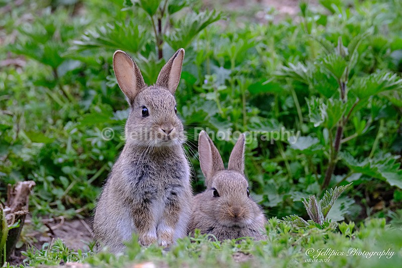  - Wildlife and Nature