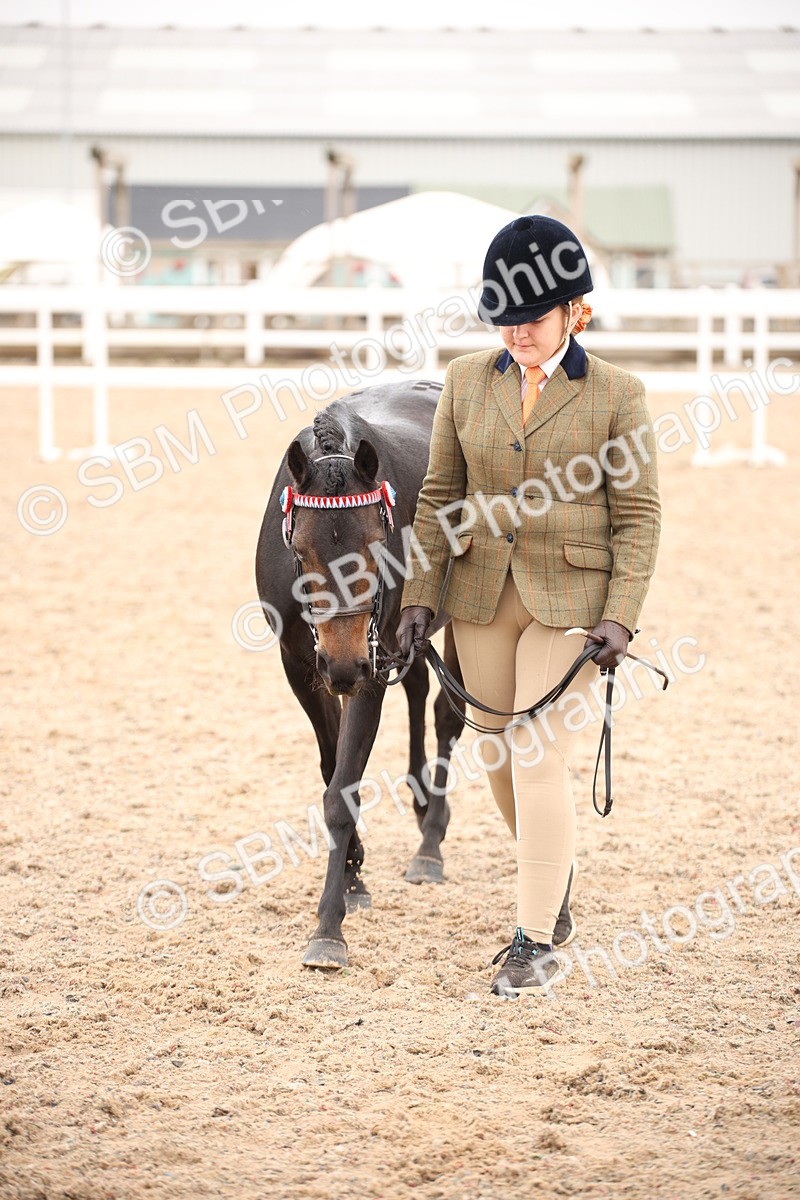 SBM_20111 - Class 702 - IH  Show Horse Pony