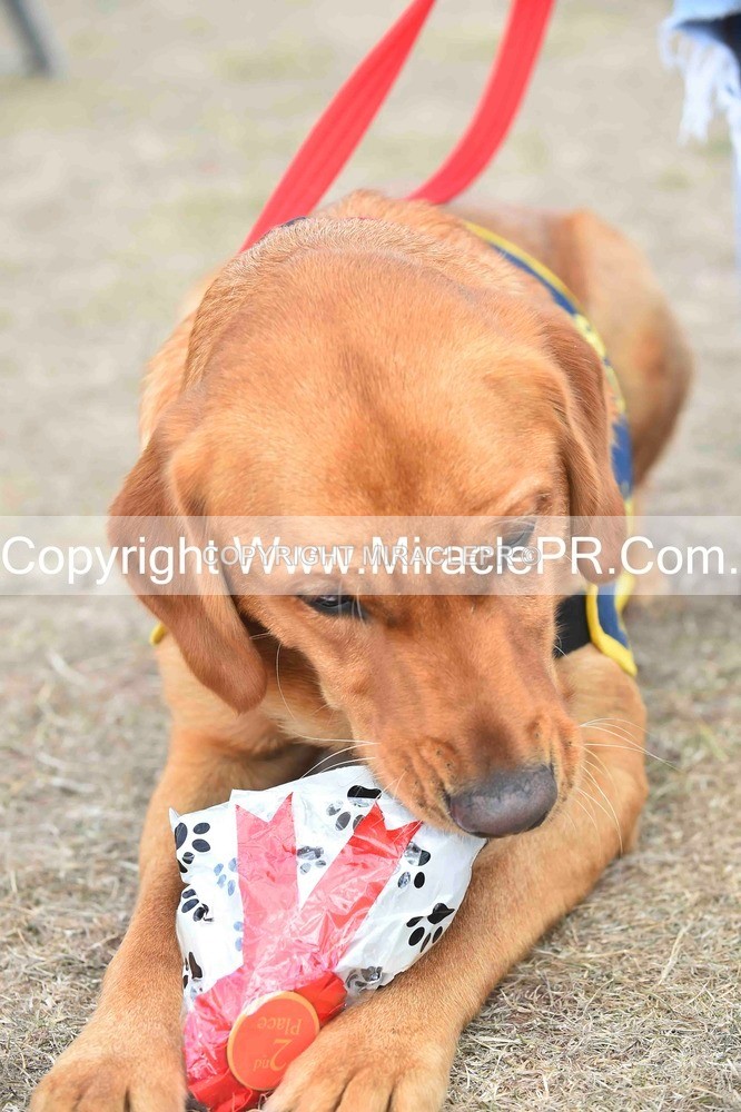 SH4_0151 - Dog show.