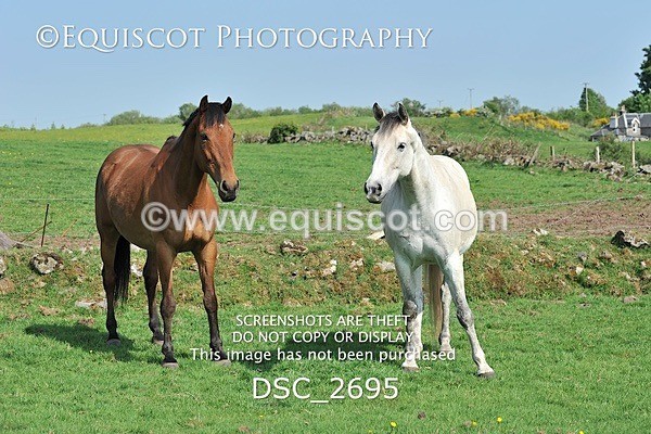 DSC_2695 - ARCHIVE REQUEST - Quincy and Guinness