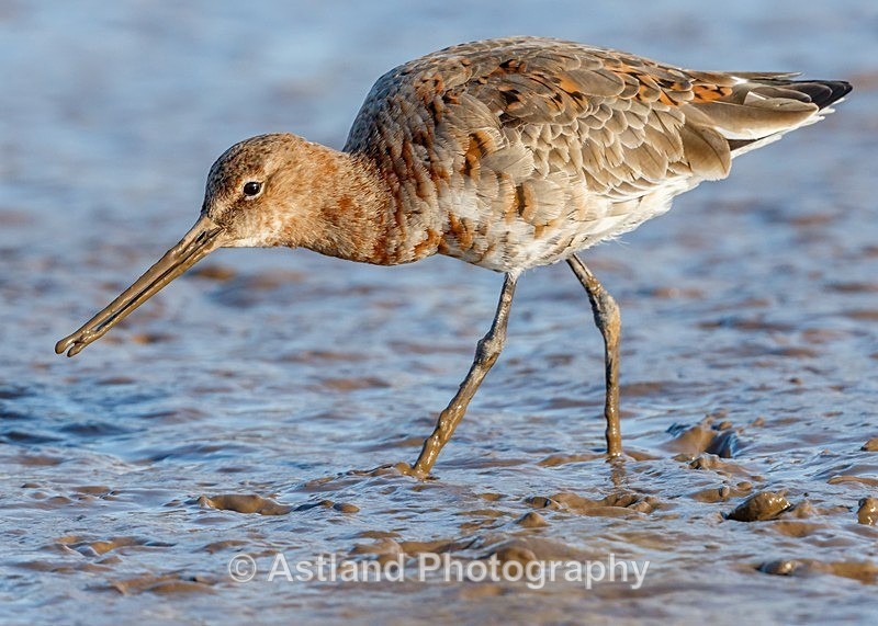 Astland Photography, Bird and Wildlife Images, Susan and Peter Wilson, U.K.